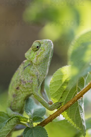 Mediterranean chameleon