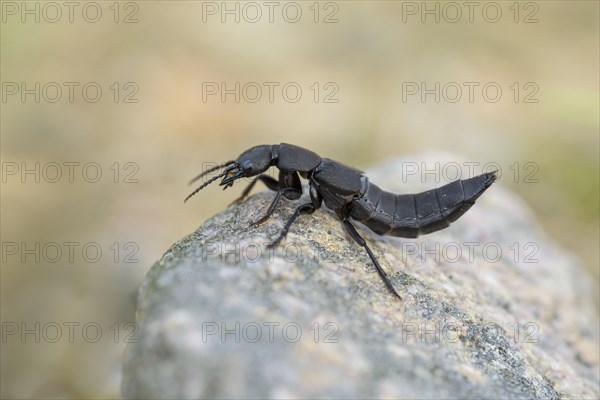 Devil's coach-horse beetle