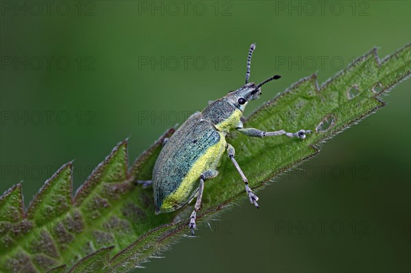 Dark green yellows weevil