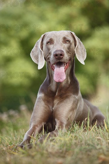 Weimaraner