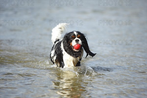 Cavalier King Charles Spaniel