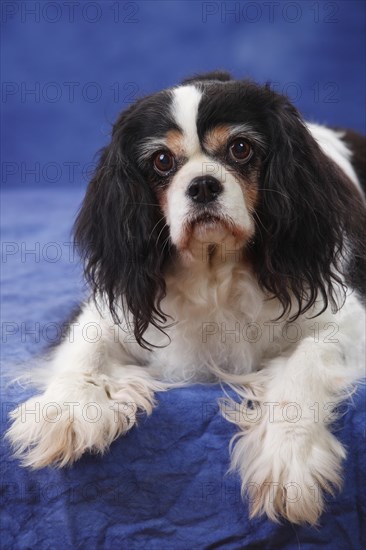 Cavalier King Charles Spaniel