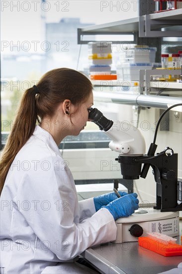 Biology student at the microscope at the Faculty of Biology in the University of Duisburg-Essen during research work