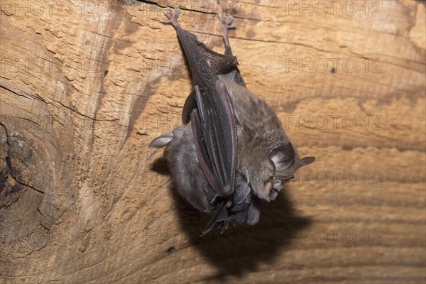 Lesser horseshoe bat