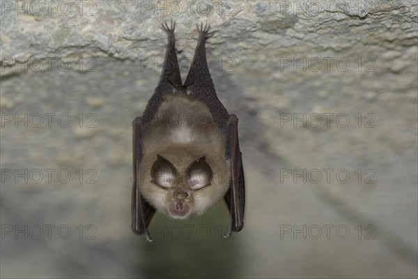 Lesser horseshoe bat