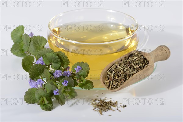 Cup of ground ivy tea
