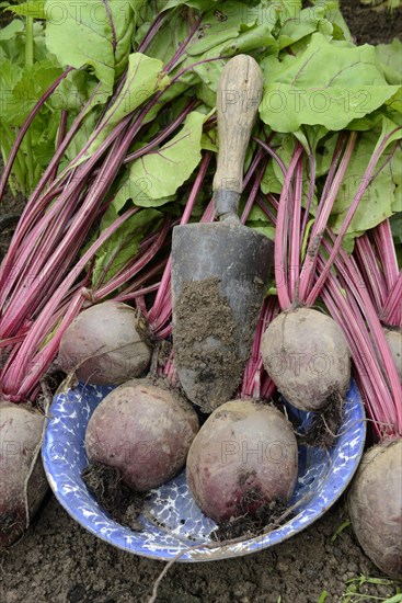 Beetroot