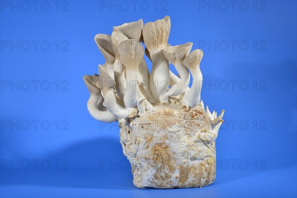 King trumpet mushroom