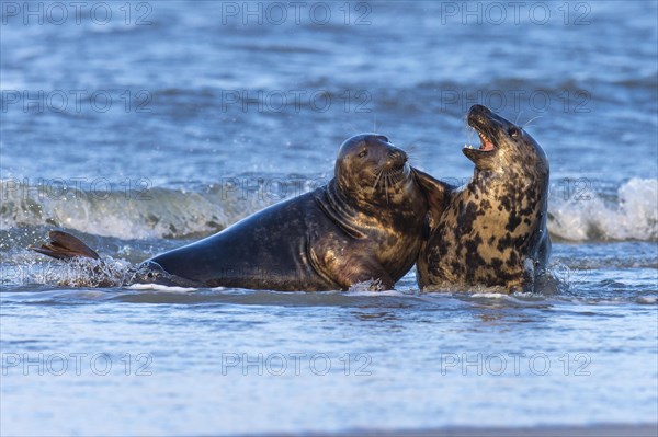 Grey Seal