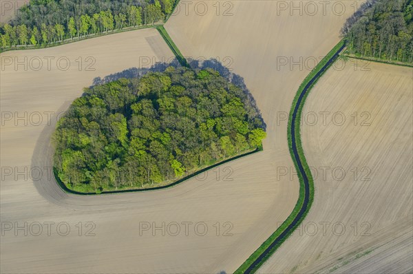 Field shrubs and bushes