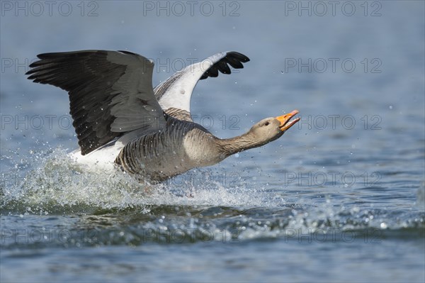 Greylag goose