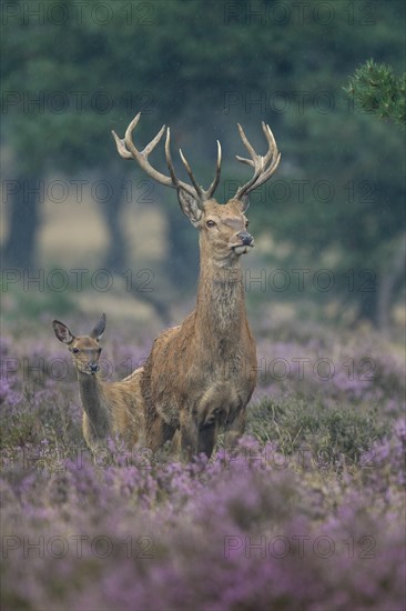 Red deer