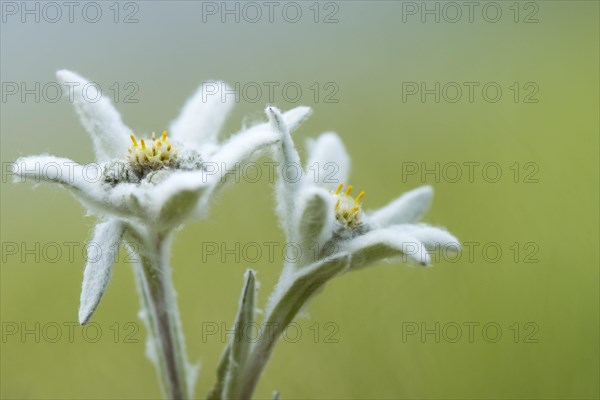 Edelweiss