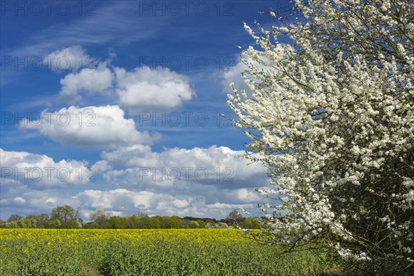 Rape field