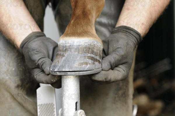 Farrier at work