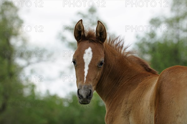 Arabian thoroughbred