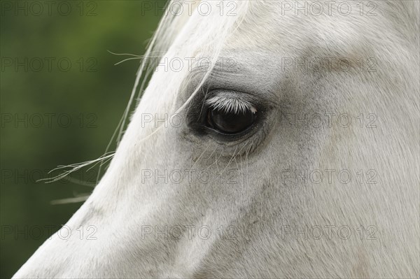 Arabian thoroughbred