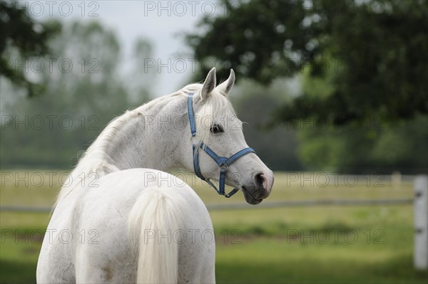 Arabian thoroughbred