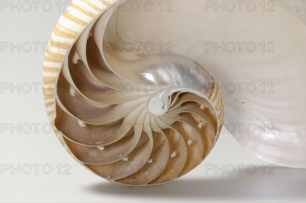 Nautilus