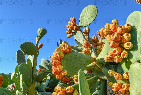 Prickly pears