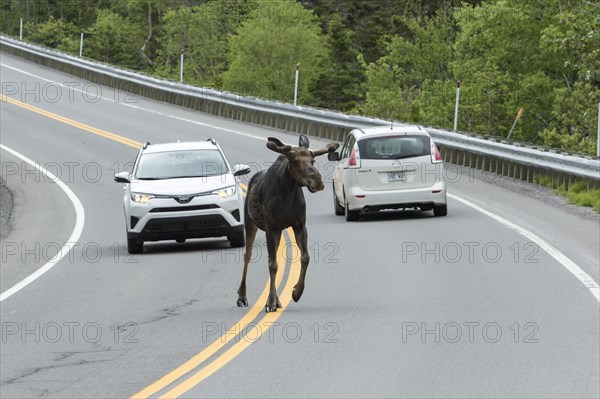 American elk