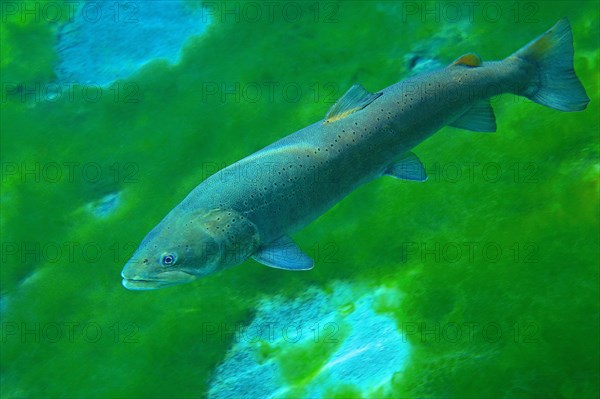 Danube salmon