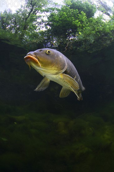 Mirror carp