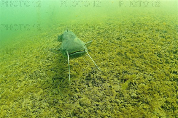 Wels catfish