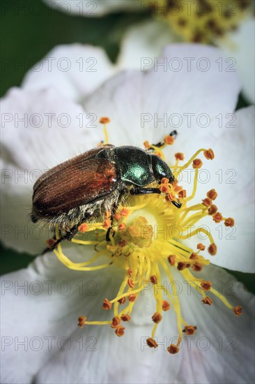 Garden Chafer