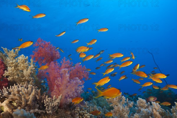 Harem flagfish on the reef