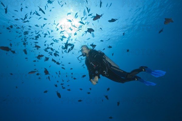 Scuba Diver and Shoal of Redtooth Triggerfish