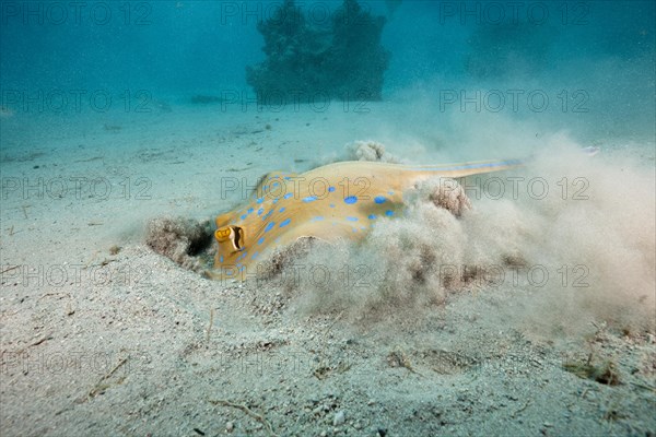 Bluespotted ribbontail ray