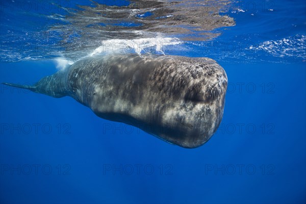 Sperm whale