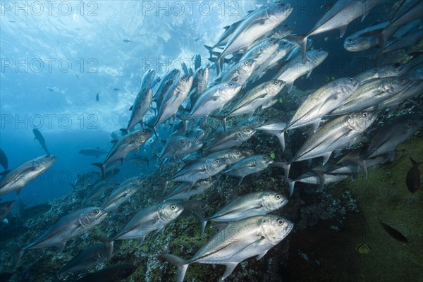 Shoal of Bigeye Trevally