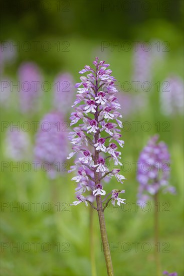 Northern marsh-orchid