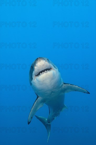 Great white shark