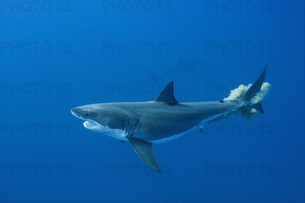 Great white shark