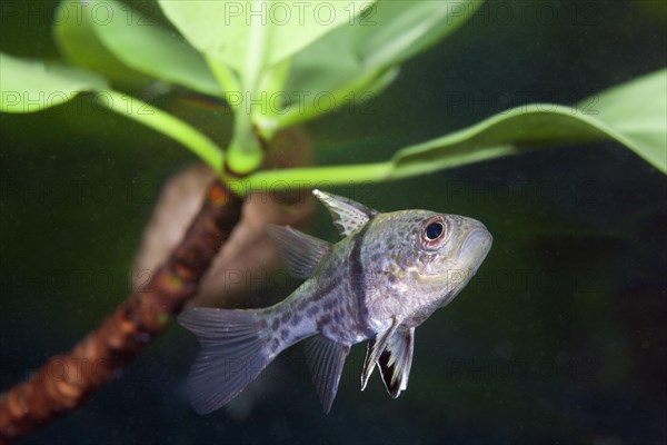 Belted cardinalfish