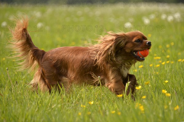 Cavalier King Charles Spaniel