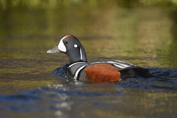 Harlequin duck