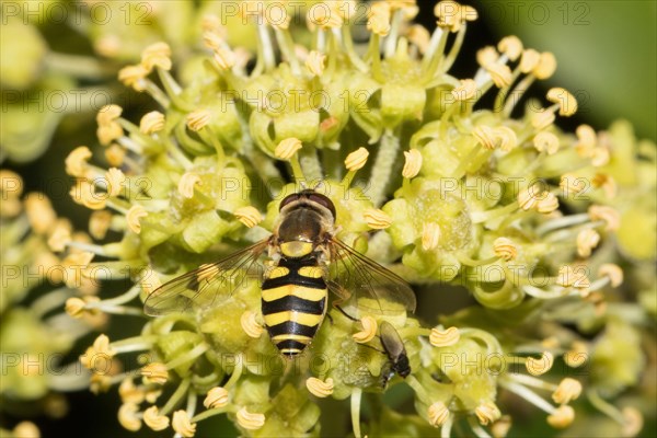 Common Syrphus ribesii