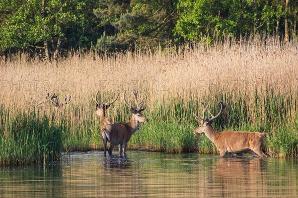 Red deer