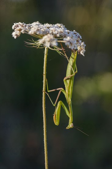 Praying mantis