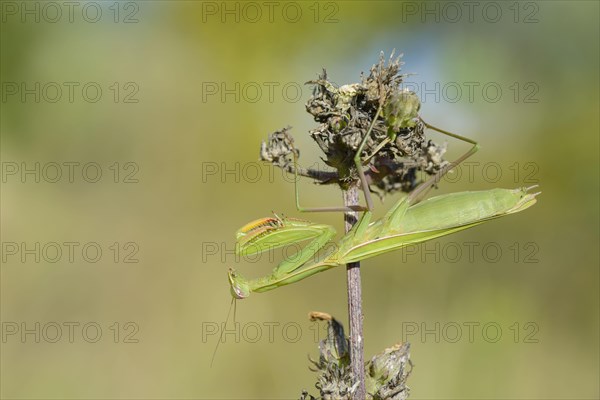 Praying mantis