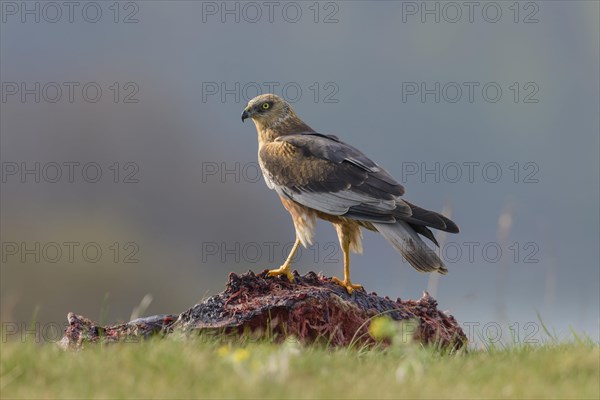 Male marsh harrier