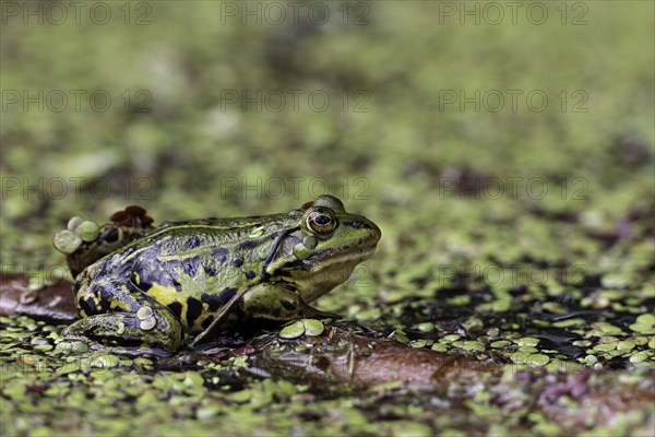 Wasserfrosch