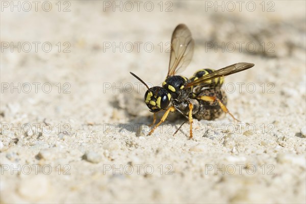 Sand knot wasp