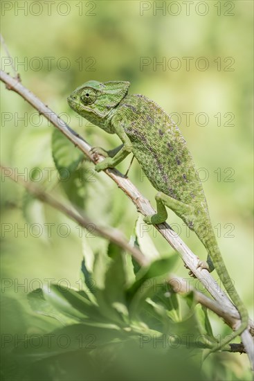 Mediterranean chameleon