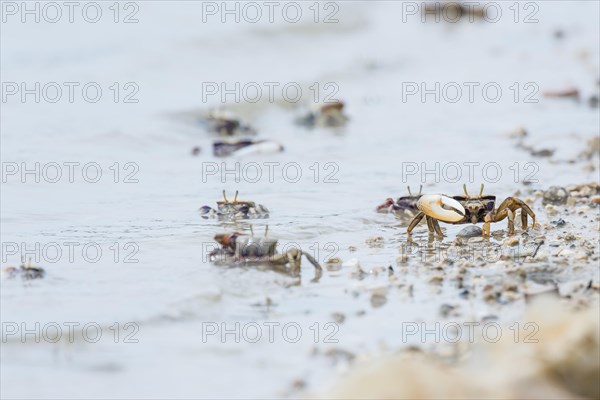 Male European fiddler crab