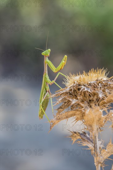 Mediterranean praying mantis